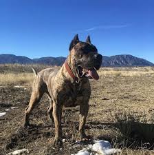 Maybe you would like to learn more about one of these? 8 Facts You Need To Know Before Buying A Presa Canario Animalso