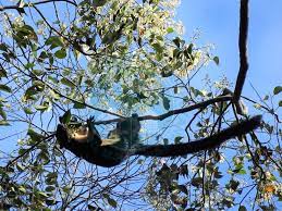 Kebanyakkan kelapa yang diimport tersebut adalah dari jenis kelapa tinggi dalam bentuk tuah kelapa tanpa sabut (kelapa bulat). Frim Tupai Kerawak Hitam Di Frim 16 November 2018 Facebook