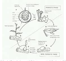 Image result for Tapinanthus