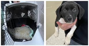 Craigslist ohio pets for sale by owner. Officials Searching For Person Who Abandoned Puppy In Freezing Rain