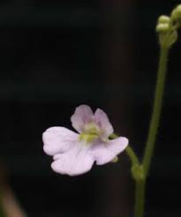 Image result for Genlisea africana