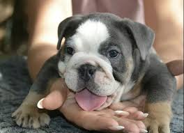 He's only a year old, so i think i could get away with calling him beef cake! 10 Best English Bulldog Names Bulldog Names Bulldog English Bulldog