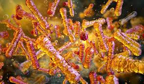 Image result for Corynebacterium