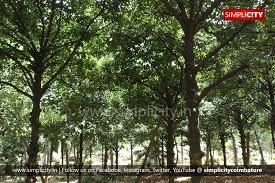 Maybe you would like to learn more about one of these? Delayed Monsoon Hits Mangosteen Yield In Kallar Simplicity