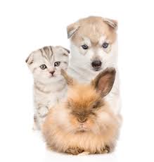Petland is only hurting puppies, bunnies, and kittens and empowering breeding mills. 11 453 Dog Cat Rabbit Stock Photos And Images 123rf