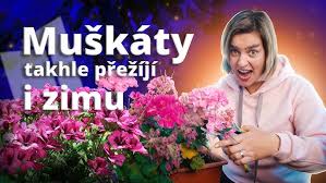 Image result for foto muškáty