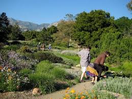 Santa Barbara Botanical Garden With Images Botanical Gardens Santa Barbara Garden Paths