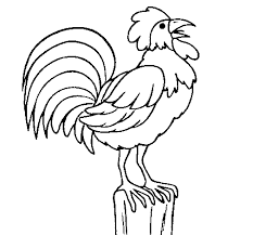 Mewarnai Gambar Ayam Jantan Ayam Jantan Gambar Gambar Kartun