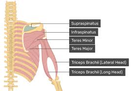 The shoulder muscles are associated with movements of the upper limb. Supraspinatus Muscle Attachments Actions Innervation