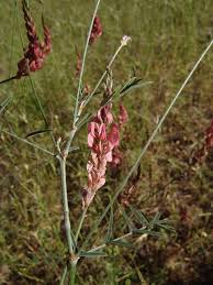 Image result for Crotalaria onobrychis