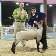 Welcome To Boatman Club Lambs Show Goats Showing Livestock Livestock Quotes