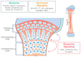 Image result for Growth Plate