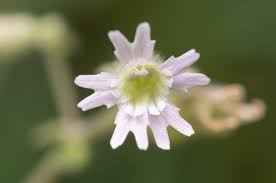 Image result for Silene burchellii