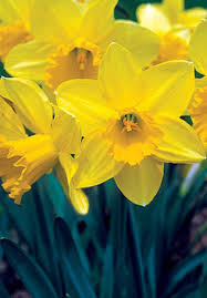 Carlton Daffodil 1927 Http Www Oldhousegardens Com Daffodil Bulbs Daffodils Spring Flowering Bulbs
