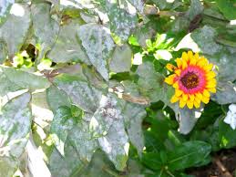 What S Wrong With My Plant Garden University Of Minnesota Extension