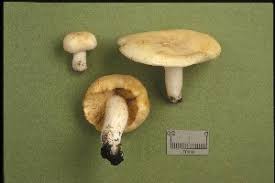 Image result for Russula perlactea