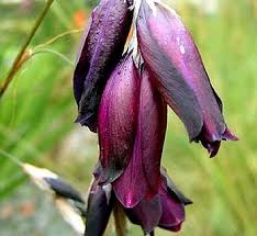 Image result for Dierama formosum