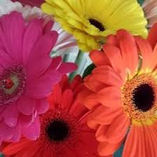 Amanda Sando (asando2190)