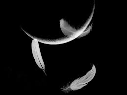 Black And White Angel Wings Aesthetic Feather Wallpapers And Pictures 70 Items Page 1 Of 3