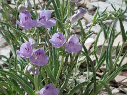 Image result for Penstemon