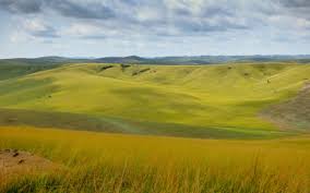 Image result for Paratheria