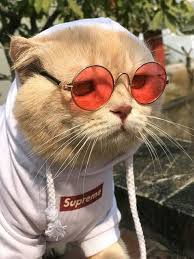 Pin By Aziz Fbi On Pet In 2020 Cute Cats Pets Cats Funny Cute Cats
