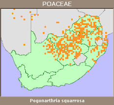 Image result for Pogonarthria