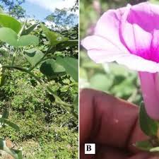 Image result for Ipomoea rubens