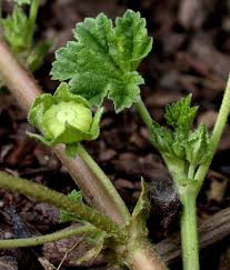 Image result for Malva neglecta