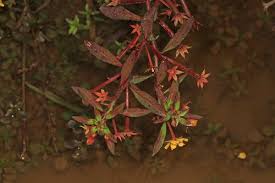 Image result for Ludwigia leptocarpa