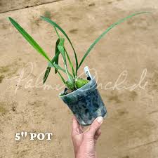 Image result for Buchnera randii