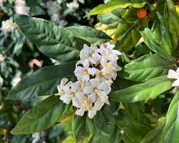 Image result for Mitriostigma axillare