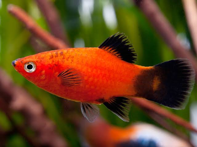 Southern platyfish • Xiphophorus maculatus • Fish sheet