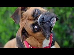 93 Sound That Makes Dog Tilt Head Left Right Guaranteed Youtube Dogs Dog Whisperer Dog Boarding