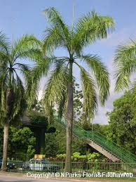 Image result for Roystonea oleracea