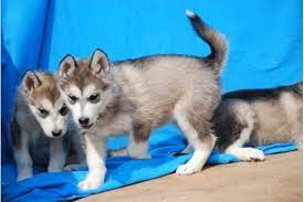 Breed alaskan husky breed info. Gorgeous Siberian Husky Puppies For Sale For Sale In Memphis Tennessee Classified Americanlisted Com