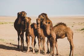 Baby, would you eat that there snack cracker in don't go around hungry now, the way you eat that oatmeal pie, makes me just wanna die, baby, owwww you make me wanna walk like a camel. 12 Persian Idioms And Proverbs Related To Animals My Persian Corner