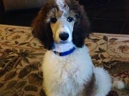 Check spelling or type a new query. Pecos My 3 Month Sable Parti Standard Poodle Parti Poodle Standard Poodle Poodle