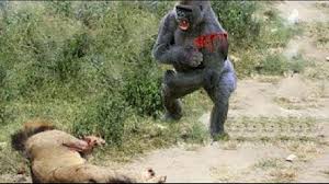 Maybe you would like to learn more about one of these? Lion Vs Gorilla Leopard Vs Baboon Fight To Death Most Amazing Wild Animal Attacks 8