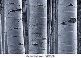 Black And White Aspen Tree Images Stock Photos Vectors Shutterstock