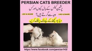 Persian cat shedding is what you would expect of a long haired breed of cat. Hair Shedding In Cats Hair Fall In Cats Persian Cat Breeders Cats Cat Hair