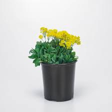 Image result for Aurinia