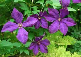 They are the vigorous growers such as alpinas, montanas, and macropetalas. Fear Not How To Prune Clematis With Dan Long A Way To Garden