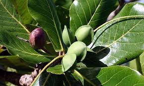 Image result for facts about almond trees