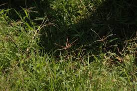 Image result for Cynodon nlemfuensis