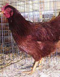 Cherry egger chickens are a combination of different chicken breeds to produce an egg laying the cherry egger chicken resembles the rhode island red chicken and is a best pick for raising. Cherry Egger Brown Egg Laying Chickens Cackle Hatchery