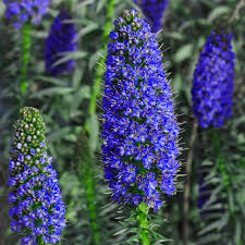 Image result for Echium