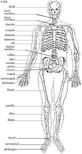 Free Kids Skeleton Drawing Download Free Clip Art Free