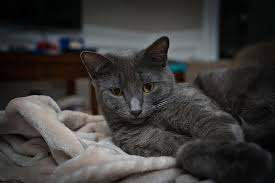 Kedi Pisi Evcil Hayvan Gri Kedi Gri Yavru Kedi Kedi Yavrusu Kedi Portre Pikist