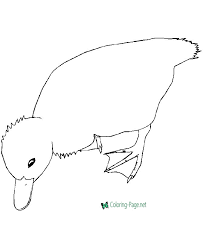 Sure, we keep them as pets. Bird Coloring Pages